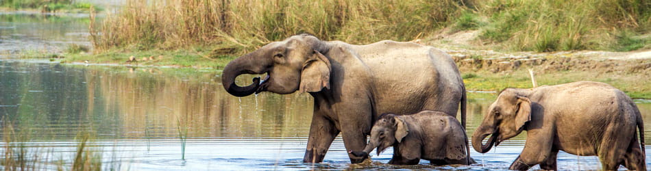 Chitwan National Park